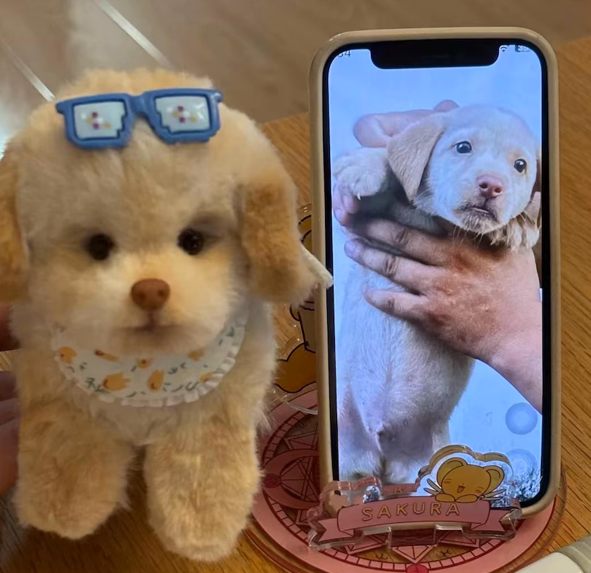Custom Poodle Crochet Pet